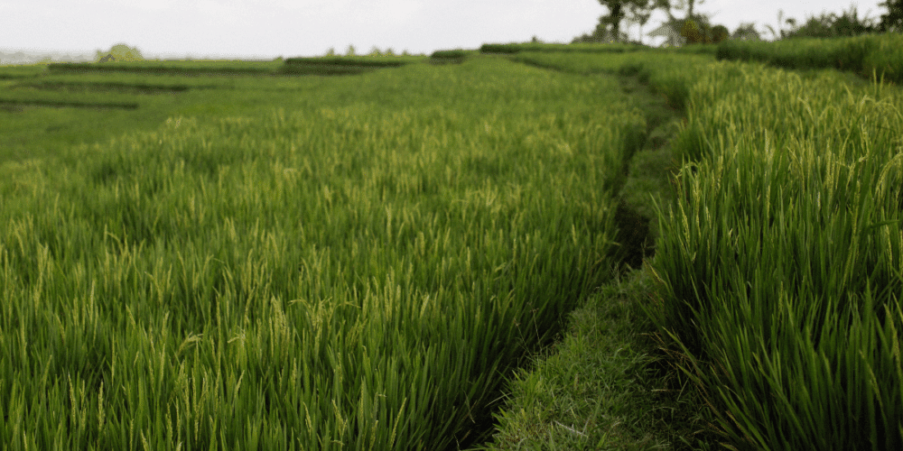 Clausuran casi 60 hectáreas desmontadas ilegalmente en áreas de vigilancia ambiental en Campeche