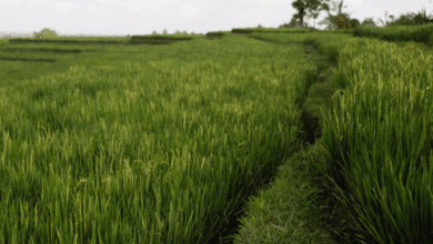 Clausuran casi 60 hectáreas desmontadas ilegalmente en áreas de vigilancia ambiental en Campeche