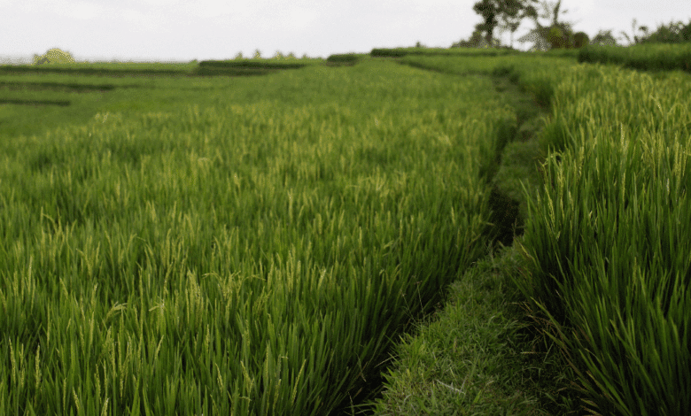 Clausuran casi 60 hectáreas desmontadas ilegalmente en áreas de vigilancia ambiental en Campeche