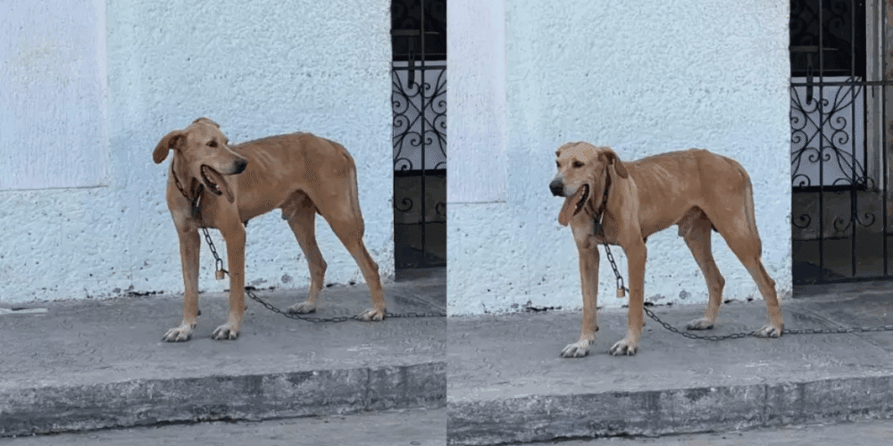 Denuncian maltrato animal en Campeche perro abandonado con un candado alrededor del cuello
