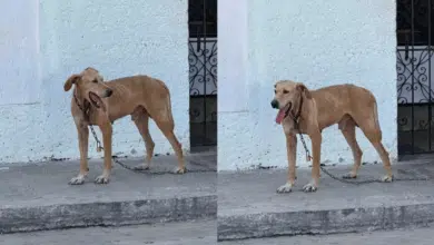 Denuncian maltrato animal en Campeche perro abandonado con un candado alrededor del cuello