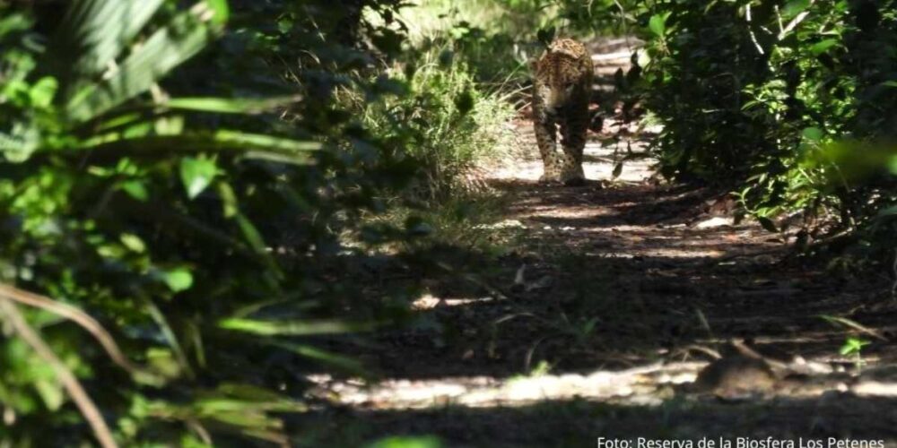 Ecoguardas fotografían a jaguar adulto en la Reserva de la Biosfera Los Petenes, Campeche