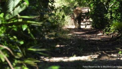 Ecoguardas fotografían a jaguar adulto en la Reserva de la Biosfera Los Petenes, Campeche
