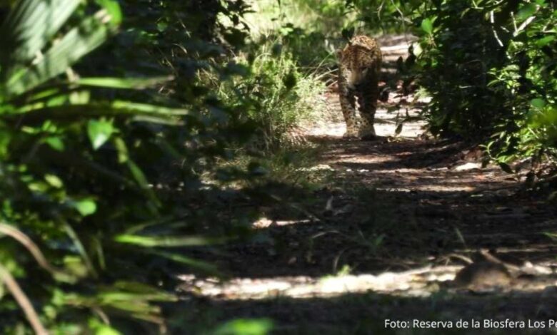 Ecoguardas fotografían a jaguar adulto en la Reserva de la Biosfera Los Petenes, Campeche