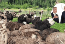 El sacrificio de aves en Canadá que desató la furia de Robert F. Kennedy Jr. y la administración Trump (Foto Universal Ostrich FarmsFacebook)