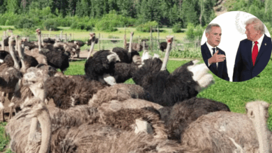 El sacrificio de aves en Canadá que desató la furia de Robert F. Kennedy Jr. y la administración Trump (Foto Universal Ostrich FarmsFacebook)