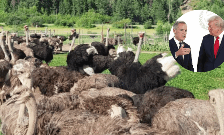 El sacrificio de aves en Canadá que desató la furia de Robert F. Kennedy Jr. y la administración Trump (Foto Universal Ostrich FarmsFacebook)