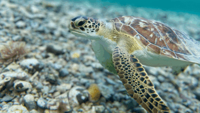 Encuentran tortuga verde muerta en la Laguna de Términos en Campeche