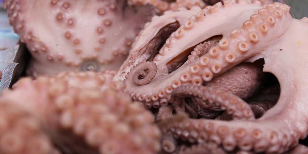 Establecen volumen de captura de 28 mil toneladas para el pulpo rojo en Campeche