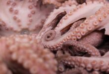 Establecen volumen de captura de 28 mil toneladas para el pulpo rojo en Campeche