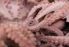Establecen volumen de captura de 28 mil toneladas para el pulpo rojo en Campeche