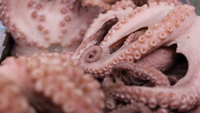 Establecen volumen de captura de 28 mil toneladas para el pulpo rojo en Campeche