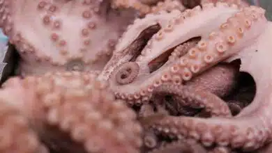 Establecen volumen de captura de 28 mil toneladas para el pulpo rojo en Campeche