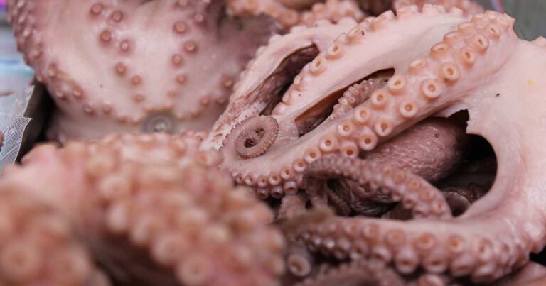 Establecen volumen de captura de 28 mil toneladas para el pulpo rojo en Campeche