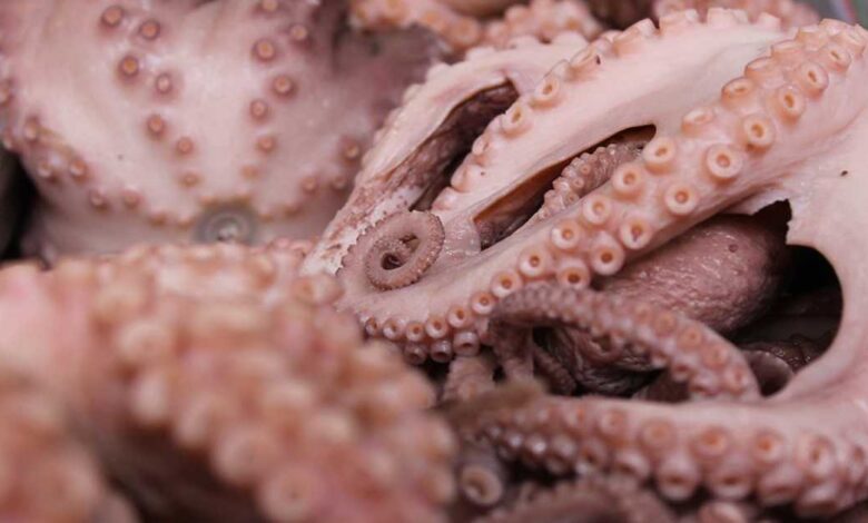 Establecen volumen de captura de 28 mil toneladas para el pulpo rojo en Campeche