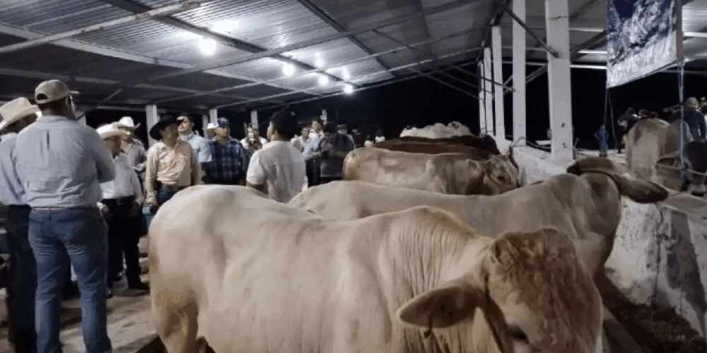 Expo Feria Ganadera de Champotón 2025 ganadería, cultura y música se dan cita del 1 al 8 de diciembre