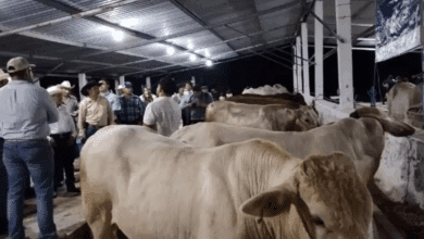 Expo Feria Ganadera de Champotón 2025 ganadería, cultura y música se dan cita del 1 al 8 de diciembre