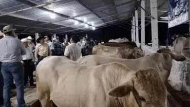 Expo Feria Ganadera de Champotón 2025 ganadería, cultura y música se dan cita del 1 al 8 de diciembre