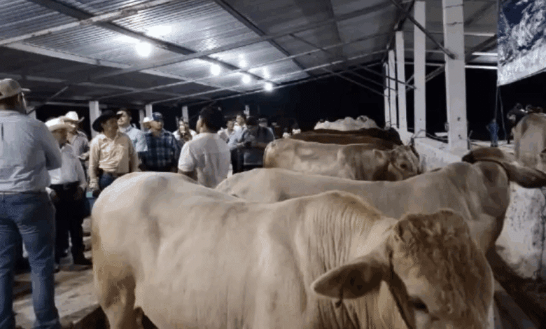 Expo Feria Ganadera de Champotón 2025 ganadería, cultura y música se dan cita del 1 al 8 de diciembre