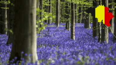 Hallerbos El Bosque Mágico de Bélgica que Renació de las Cenizas de la Guerra (Foto por 101 lugares increíbles y canva)