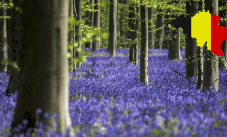 Hallerbos El Bosque Mágico de Bélgica que Renació de las Cenizas de la Guerra (Foto por 101 lugares increíbles y canva)