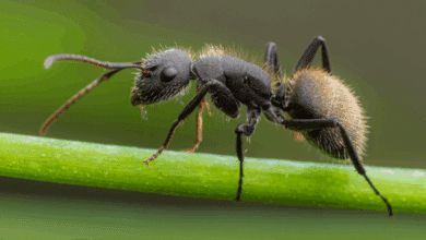 La hormiga carpintera compacta una especie clave que usa madera para anidar en Laguna de Términos