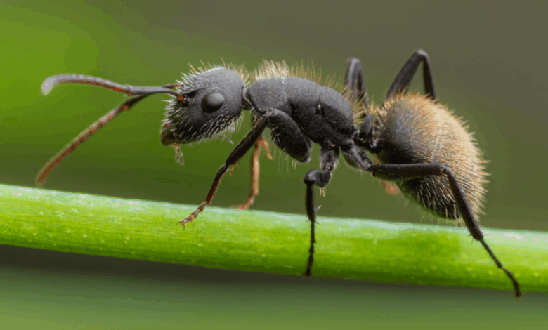 La hormiga carpintera compacta una especie clave que usa madera para anidar en Laguna de Términos
