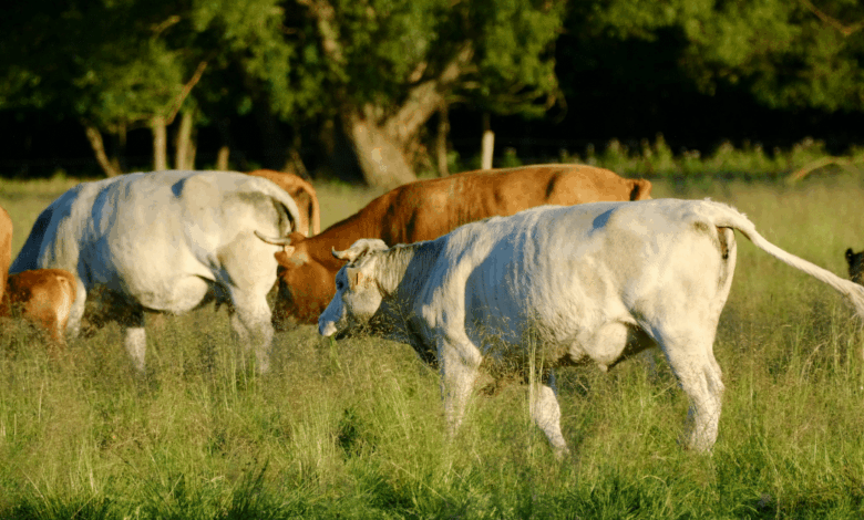 México y EE. UU. aún sin fecha para reabrir frontera ganadera, confirma Sheinbaum