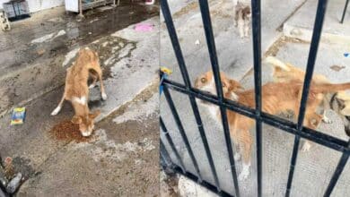 Perros bajo cuidado veterinario tras presunto maltrato en Campeche