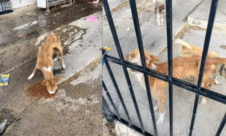 Perros bajo cuidado veterinario tras presunto maltrato en Campeche