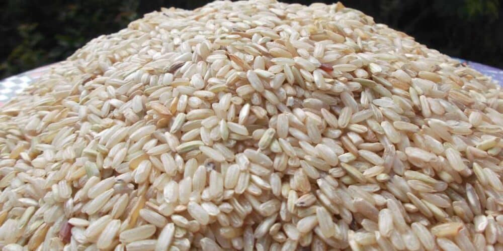 Plan Campeche impulsa a 301 familias arroceras