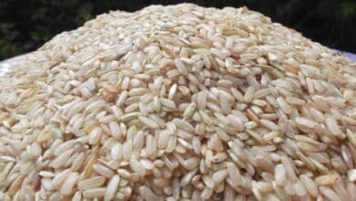 Plan Campeche impulsa a 301 familias arroceras