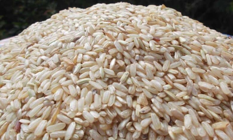 Plan Campeche impulsa a 301 familias arroceras