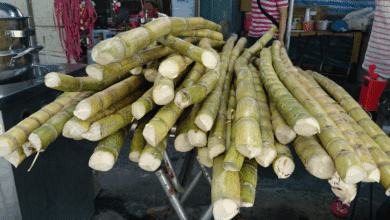 Precio de la caña de azúcar en Campeche cae a 972 pesos por tonelada; productores exigen subsidios