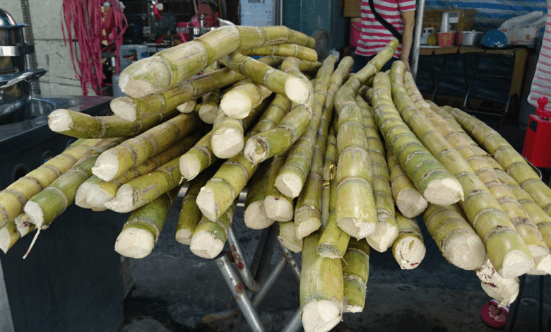 Precio de la caña de azúcar en Campeche cae a 972 pesos por tonelada; productores exigen subsidios