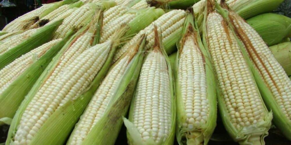 Productores de Campeche pactan precio de 6,800 pesos por tonelada de maíz