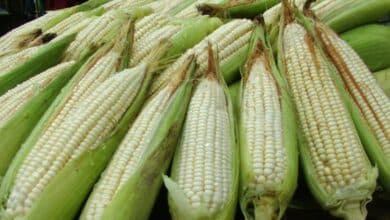 Productores de Campeche pactan precio de 6,800 pesos por tonelada de maíz