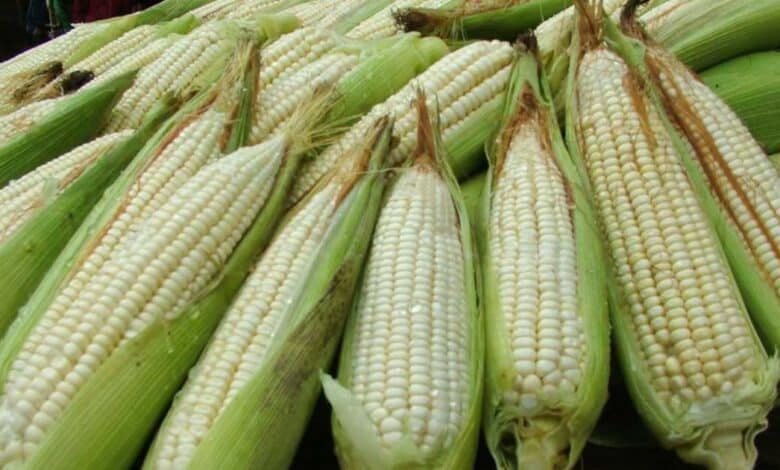 Productores de Campeche pactan precio de 6,800 pesos por tonelada de maíz