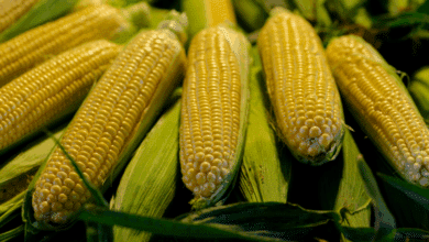 Productores de Hecelchakán exigen precio justo para el maíz ante riesgo de caer en manos de “coyotes”