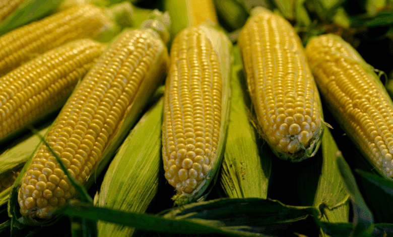 Productores de Hecelchakán exigen precio justo para el maíz ante riesgo de caer en manos de “coyotes”