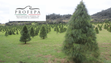 Profepa inspecciona más de 130 mil árboles de Navidad importados