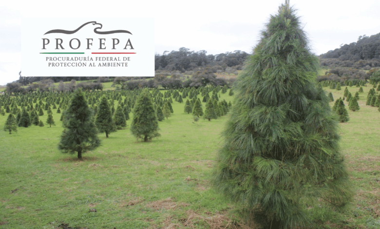 Profepa inspecciona más de 130 mil árboles de Navidad importados