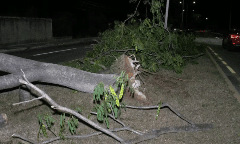 Rachas de viento del Frente Frío 13 derriban árbol en avenida López Portillo en Campeche