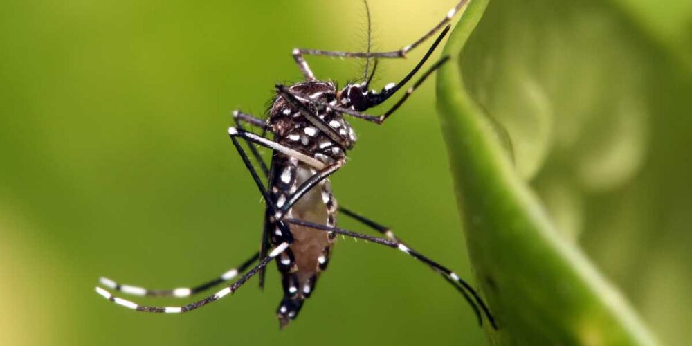 Suman casi 40 casos de dengue en Campeche