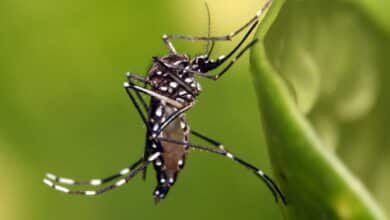 Suman casi 40 casos de dengue en Campeche