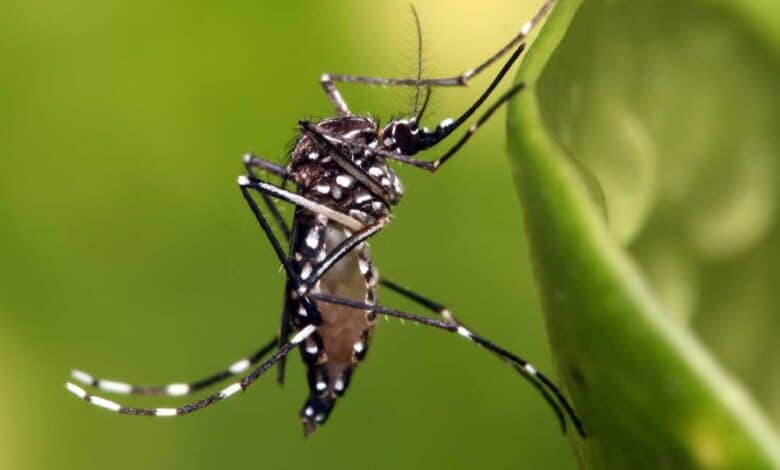 Suman casi 40 casos de dengue en Campeche
