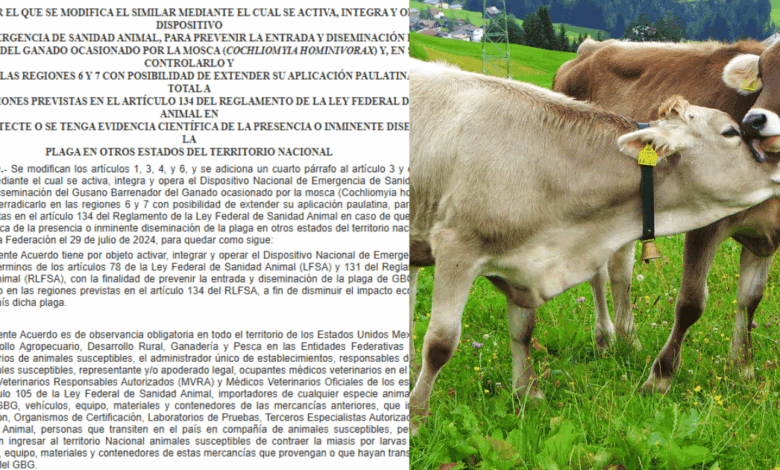 Alerta Zoosanitaria Máxima Sader Blinda a Todo México contra la Amenaza del Gusano Barrenador