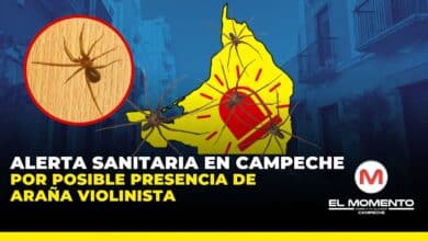 Alerta sanitaria en Campeche por posible presencia de araña violinista