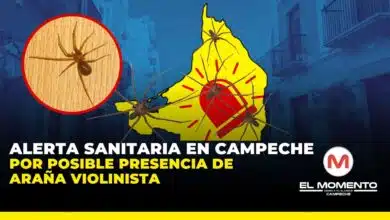 Alerta sanitaria en Campeche por posible presencia de araña violinista