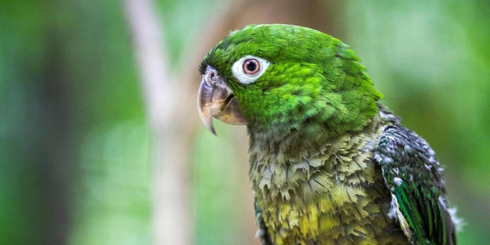 Alertan por riesgo de extinción del K’ili en Campeche